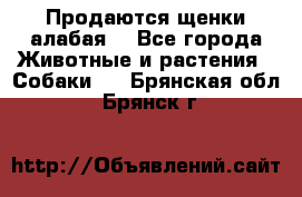 Продаются щенки алабая  - Все города Животные и растения » Собаки   . Брянская обл.,Брянск г.